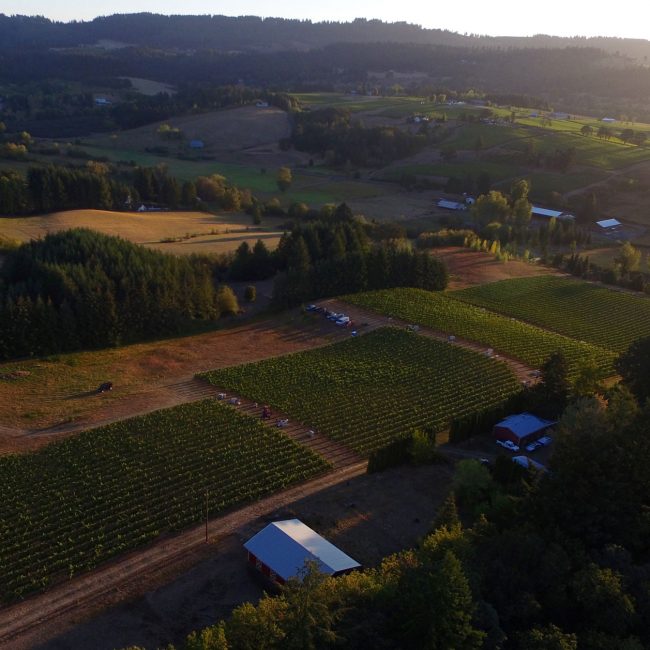 Flanerie Vineyard Ribbon Ridge AVA Oregon Flâneur