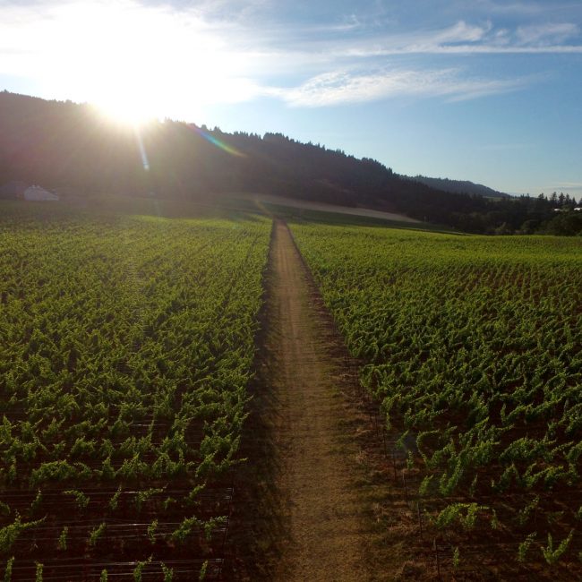 La Belle Promenade Vineyard Chehalem Mountains