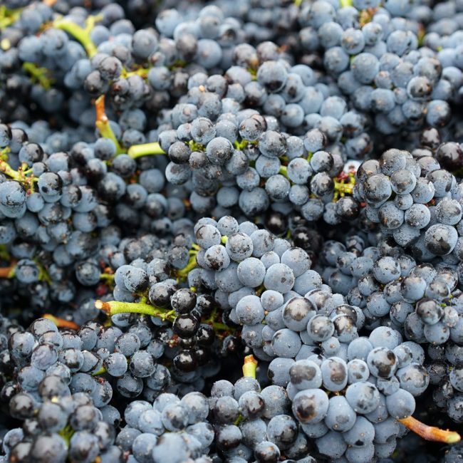 Oregon Pinot Noir Flâneur